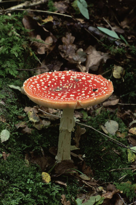 无人,竖图,室外,特写,白天,美景,叶子,景观,蘑菇,图像,一个,红色,白色,自然,概念,生物,景色,季节,摄影,单个,焦点,真菌,自然风光,主题,构图,毒蘑菇,秋天,彩图,时空