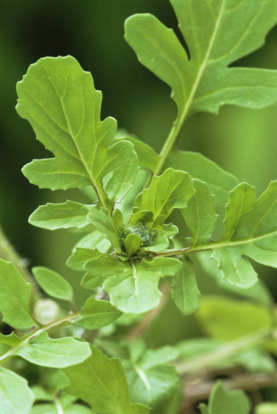 室外,白天,植物,蔬菜,叶子,新鲜,食品,绿叶,图像,饮食,食物,绿色,自然,概念,嫩叶,摄影,有机食品,绿色食品,草本,主题,健康食物,芝麻菜,构图,叶,叶片,时空
