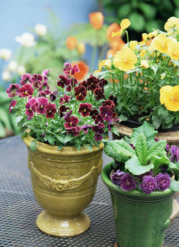 无人,竖图,室外,特写,白天,美景,紫罗兰,景观,图像,自然,春天,概念,景色,季节,摄影,焦点,自然风光,主题,三色紫罗兰,构图,彩图,时空