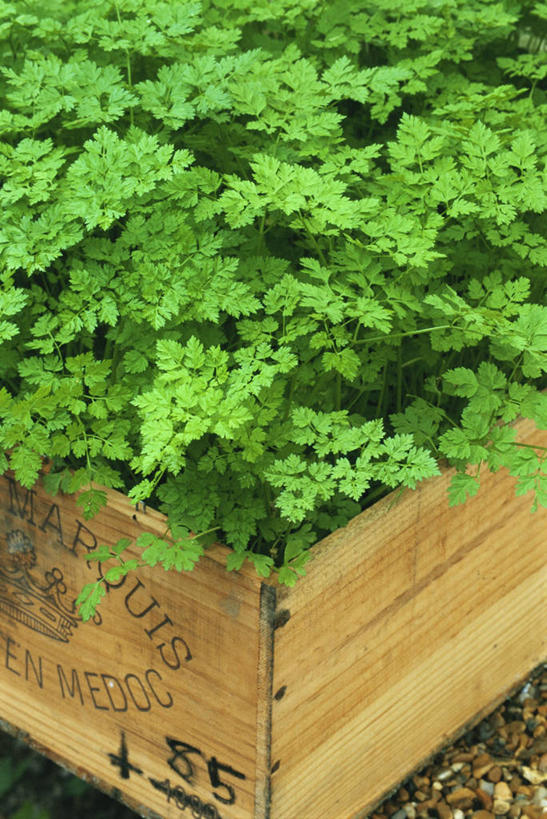 无人,竖图,室外,特写,白天,美景,植物,叶子,景观,园艺,图像,绿色,自然,夏天,概念,景色,季节,摄影,生长,草本,清新,自然风光,主题,山萝卜,构图,彩图,时空