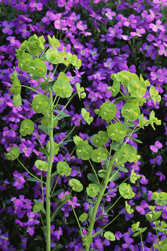 无人,竖图,室外,白天,美景,植物,花坛,景观,草药,药草,图像,中药,花,紫色,自然,春天,概念,生物,景色,季节,摄影,灌木,自然风光,主题,药材,中草药,中药材,本草,马利筋,构图,彩图,时空