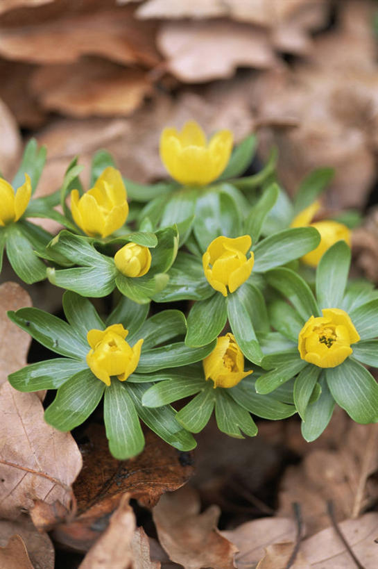 无人,竖图,室外,特写,白天,美景,植物,景观,云,冬天,毛茛,草药,药草,图像,中药,花瓣,黄色,天空,自然,概念,景色,季节,摄影,焦点,自然风光,主题,药材,中草药,中药材,本草,老虎脚爪草,鱼疔草,构图,冬乌头,彩图,时空