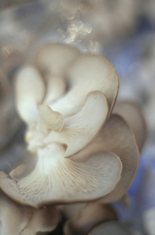 无人,竖图,室内,特写,蘑菇,图像,饮食,自然,食用菌,摄影,蚝蘑,主题,柔焦,健康食物,构图,彩图,影棚拍摄,对焦