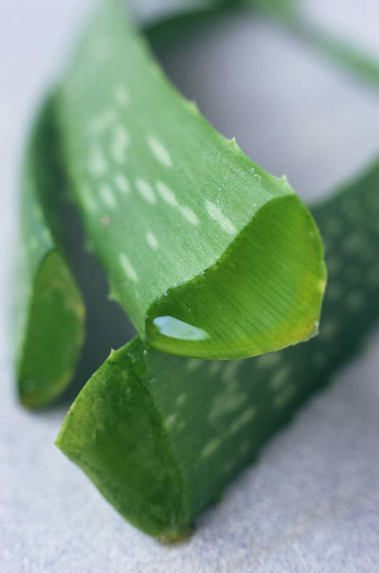 无人,竖图,室外,特写,白天,美景,植物,芦荟,叶子,药,景观,图像,绿色,自然,医疗用品,概念,景色,摄影,焦点,荆棘,自然风光,主题,构图,树液,彩图,肉质植物,时空,渗出