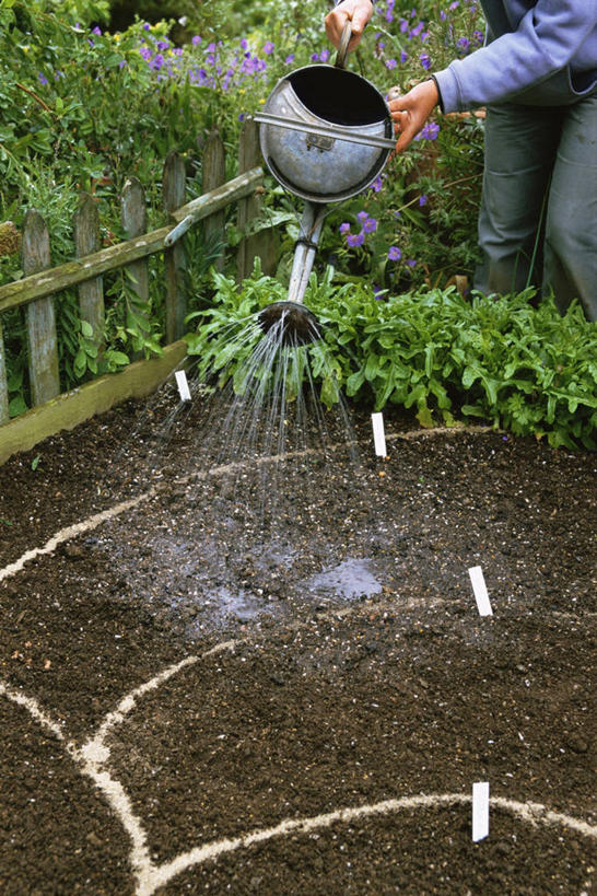 手,一个人,竖图,室外,白天,植物,叶子,种植,喷壶,园艺,图像,花,自然,春天,概念,季节,播种,人体,摄影,生长,主题,构图,开端,彩图,时空