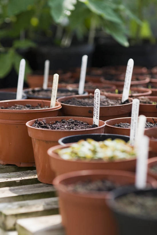 无人,竖图,室外,特写,白天,许多,标签,园艺,很多,图像,温室,浇水,自然,春天,概念,季节,播种,摄影,生长,焦点,主题,消息,构图,开端,休闲活动,彩图,时空