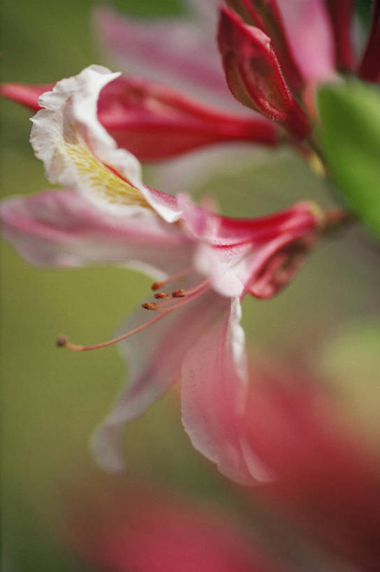 无人,竖图,室外,特写,白天,美景,植物,杜鹃花,盛开,景观,杜鹃,图像,花蕾,花,花瓣,花朵,鲜花,一朵,一个,粉色,自然,春天,花苞,花蕊,概念,景色,季节,摄影,单个,灌木,喜悦,焦点,克制,自然风光,主题,柔焦,红杜鹃,满山红,清明花,清时,山踯躅,红踯躅,节制,欣喜,构图,山石榴,映山红,彩图,时空