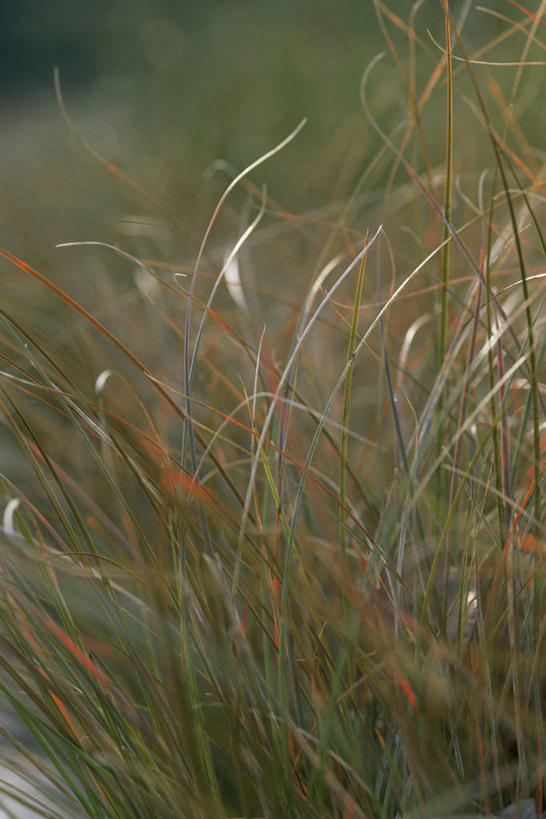无人,竖图,室外,特写,白天,美景,植物,叶子,景观,图像,自然,概念,景色,摄影,焦点,自然风光,主题,观赏草,构图,莎草,彩图,全画面,全框架,全帧,时空,全画幅