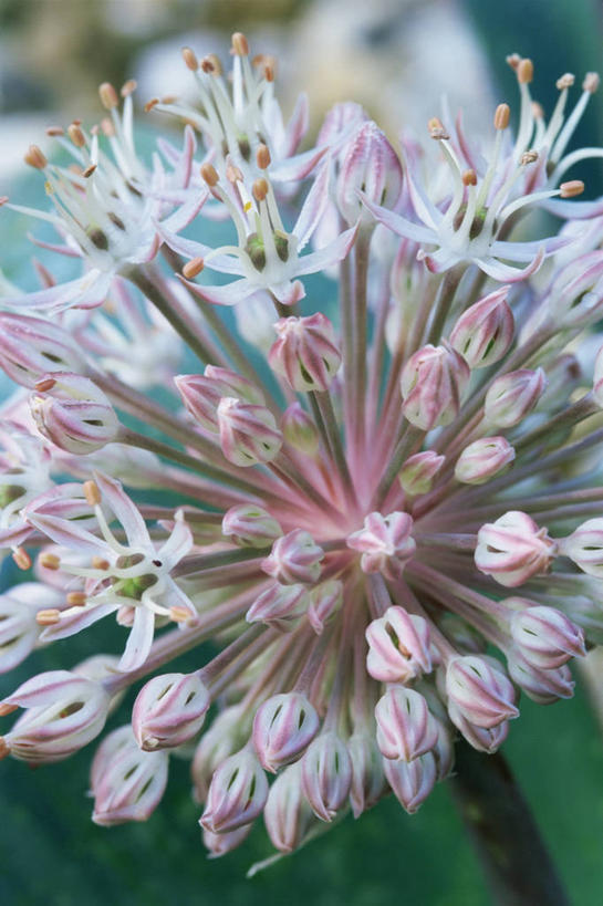 无人,竖图,室外,特写,白天,美景,蔬菜,新鲜,盛开,景观,食品,图像,花蕾,花,花瓣,花朵,鲜花,食物,一朵,一个,粉色,自然,春天,花苞,花蕊,概念,球体,景色,季节,摄影,有机食品,绿色食品,单个,焦点,自然风光,主题,构图,三维图形,彩图,洋葱花,时空,百合科