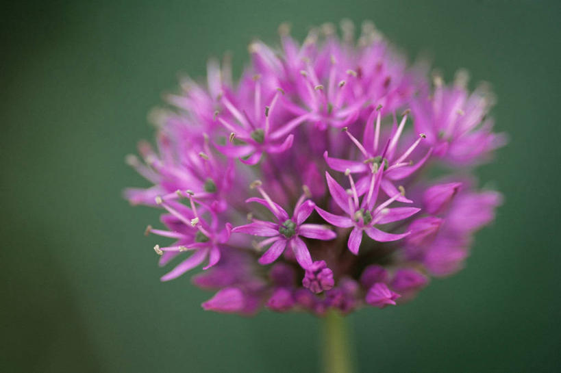 室外,白天,美景,蔬菜,新鲜,盛开,景观,食品,图像,花蕾,花,花瓣,花朵,鲜花,食物,一朵,一个,粉色,自然,春天,花苞,花蕊,概念,球体,景色,季节,摄影,有机食品,绿色食品,单个,焦点,自然风光,主题,构图,三维图形,洋葱花,时空,百合科
