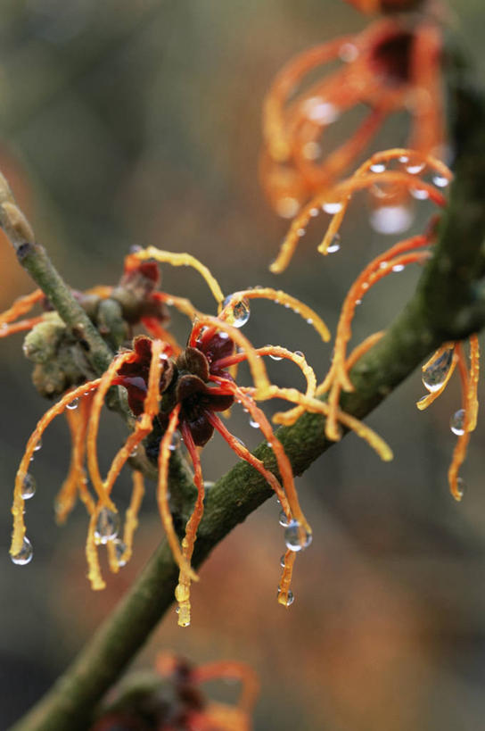 无人,竖图,室外,特写,白天,美景,水,植物,景观,冬天,图像,花,自然,概念,橙色,景色,季节,摄影,焦点,自然风光,主题,自然现象,构图,彩图,北美金缕梅,时空