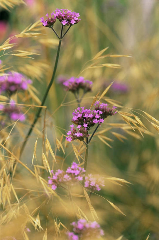 无人,竖图,室外,特写,白天,美景,植物,景观,草药,药草,图像,中药,紫色,自然,概念,金色,生物,景色,摄影,多样,马鞭草,焦点,草本,自然风光,主题,药材,中草药,中药材,本草,龙牙草,观赏草,构图,凤颈草,野荆芥,紫顶龙芽草,防臭木,彩图,时空