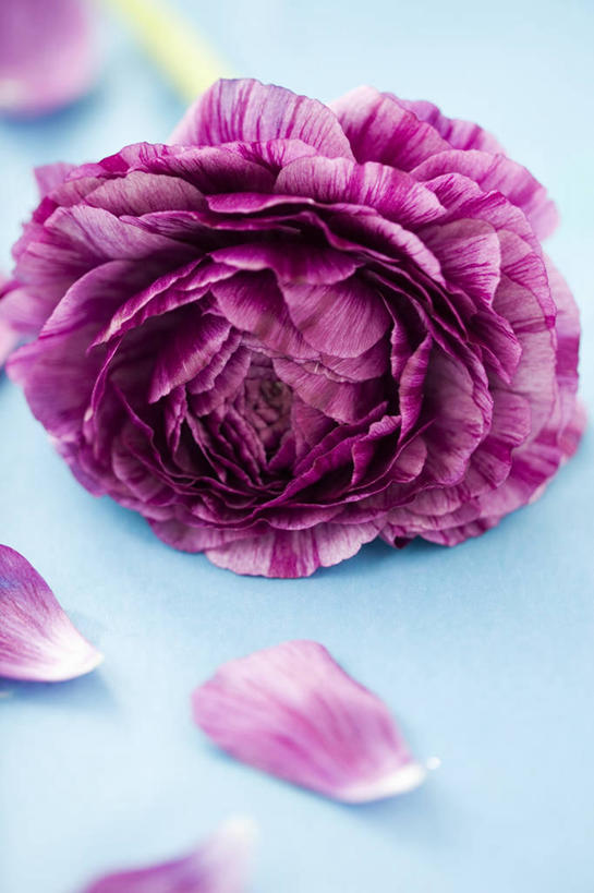 无人,竖图,室内,特写,美景,植物,静物,盛开,景观,毛茛,草药,药草,图像,花蕾,中药,花,花瓣,花朵,鲜花,一朵,一个,粉色,紫色,自然,花束,花苞,花蕊,概念,景色,摄影,单个,焦点,自然风光,主题,药材,中草药,中药材,本草,老虎脚爪草,鱼疔草,构图,彩图,影棚拍摄