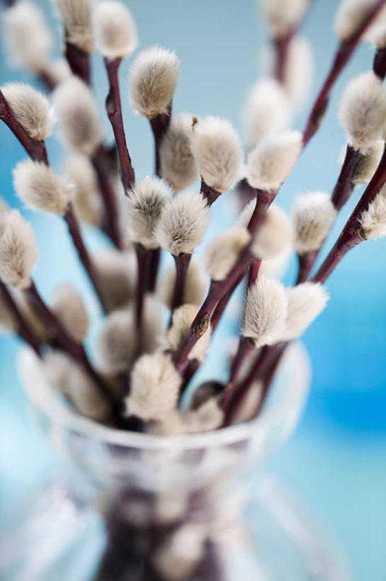 无人,竖图,室内,特写,美景,柳树,静物,景观,图像,花蕾,自然,花束,春天,概念,景色,季节,摄影,焦点,自然风光,主题,构图,彩图,影棚拍摄,褪色柳