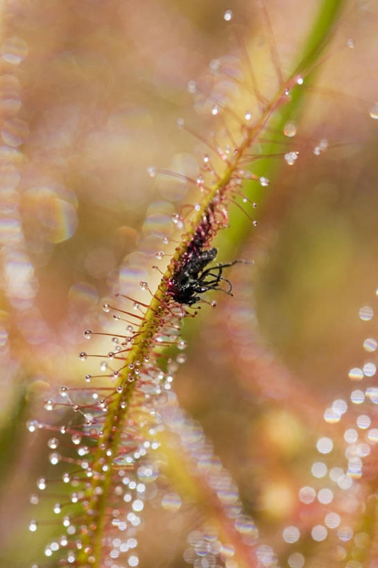 无人,竖图,室外,特写,白天,植物,野生动物,昆虫,图像,一个,绿色,自然,动物,橙色,摄影,生长,单个,成长,主题,益虫,构图,茅膏菜,彩图,时空,对焦