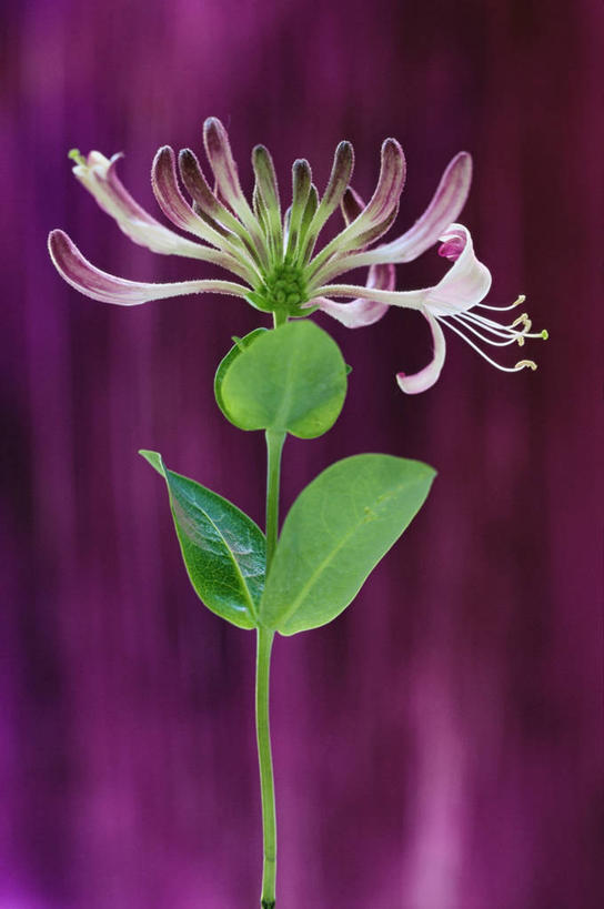 无人,竖图,室内,特写,美景,静物,粉色背景,盛开,景观,图像,花蕾,花,花瓣,花朵,鲜花,一朵,一个,自然,花苞,花蕊,概念,景色,摄影,单个,自然风光,主题,忍冬,构图,彩图,影棚拍摄