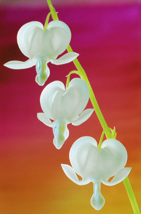 无人,竖图,室内,特写,美景,静物,橙色背景,景观,浪漫,图像,花瓣,三个,白色,自然,概念,橙色,景色,摄影,脆弱,自然风光,主题,纯净,荷包牡丹,构图,心型,彩图,影棚拍摄,爱