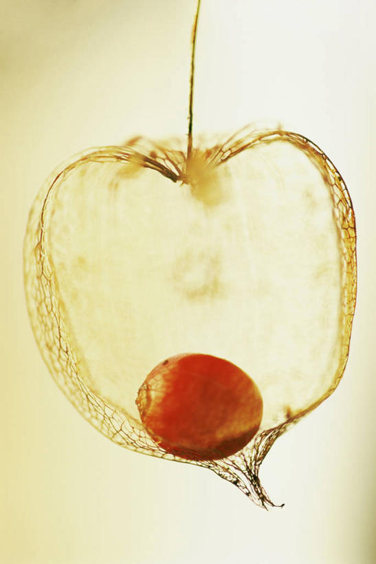 无人,竖图,室内,特写,白色背景,美景,百合花,静物,照明,透明,灯笼,纸灯笼,景观,灯笼果,图像,自然,灯具,概念,橙色,景色,摄影,影棚,照亮,照明设备,自然风光,摄影棚,主题,强瞿,构图,宫灯百合,百合蒜,倒仙,番韭,山丹,彩图,影棚拍摄,拍摄,灯笼百合,宫灯花,圣诞百合,百合科