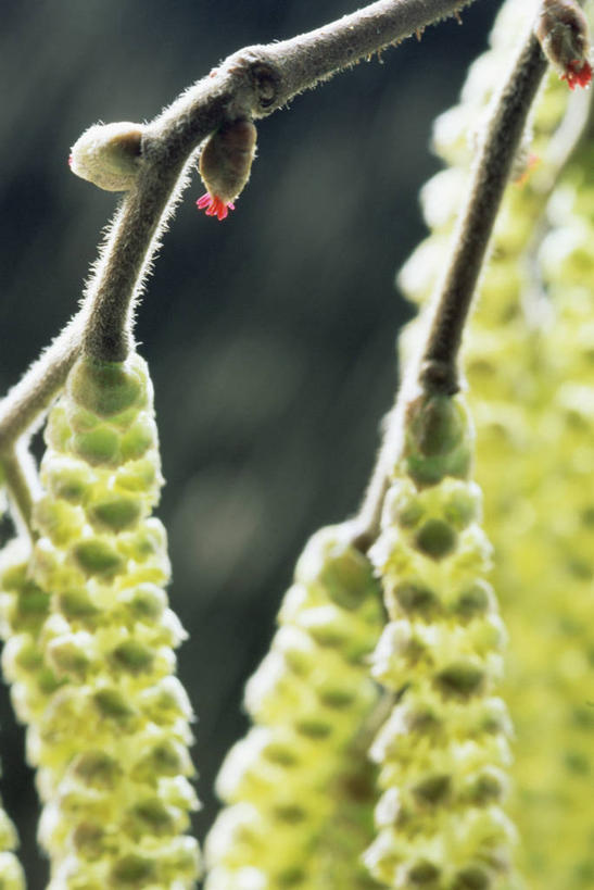 无人,竖图,室外,特写,白天,美景,植物,柳树,景观,坚果,果实,果树,图像,树,树木,黄色,绿色,自然,干果,春天,概念,景色,季节,摄影,生长,成长,焦点,自然风光,主题,榛子,花粉,构图,山板栗,彩图,时空,褪色柳
