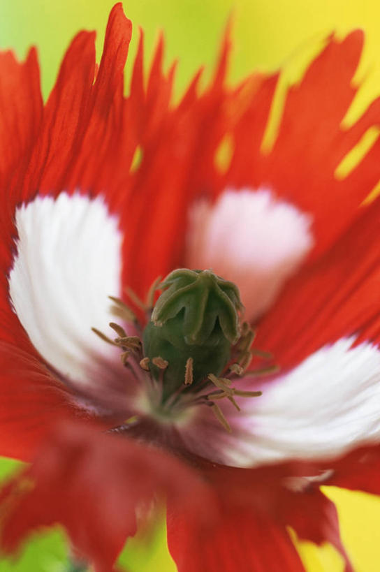 无人,竖图,室内,特写,美景,静物,黄色背景,盛开,景观,图像,花蕾,花,花瓣,花朵,鲜花,一朵,黄色,自然,花苞,花蕊,概念,景色,摄影,雄蕊,自然风光,主题,刘海,构图,式样,彩图,影棚拍摄,边缘现象