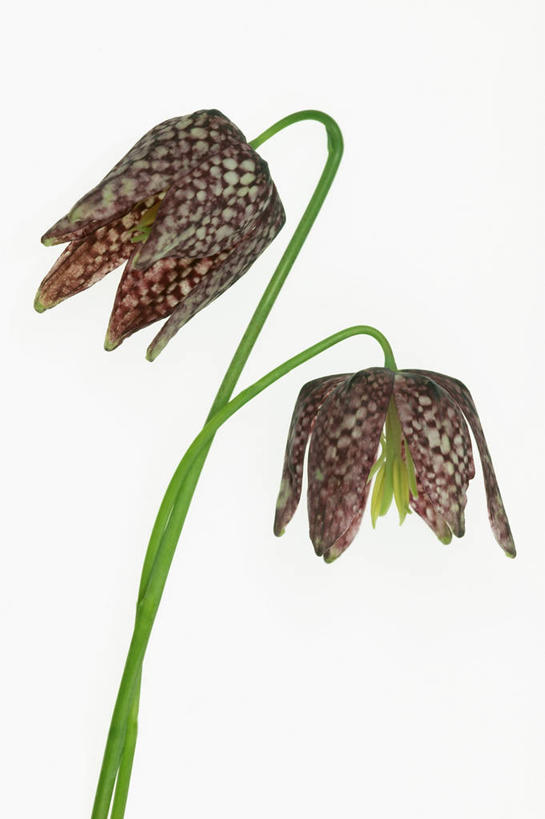 无人,竖图,室内,特写,白色背景,美景,静物,景观,图像,花,花瓣,两个,白色,自然,概念,景色,摄影,影棚,焦点,自然风光,摄影棚,主题,构图,花格贝母,式样,彩图,影棚拍摄,拍摄,百合科