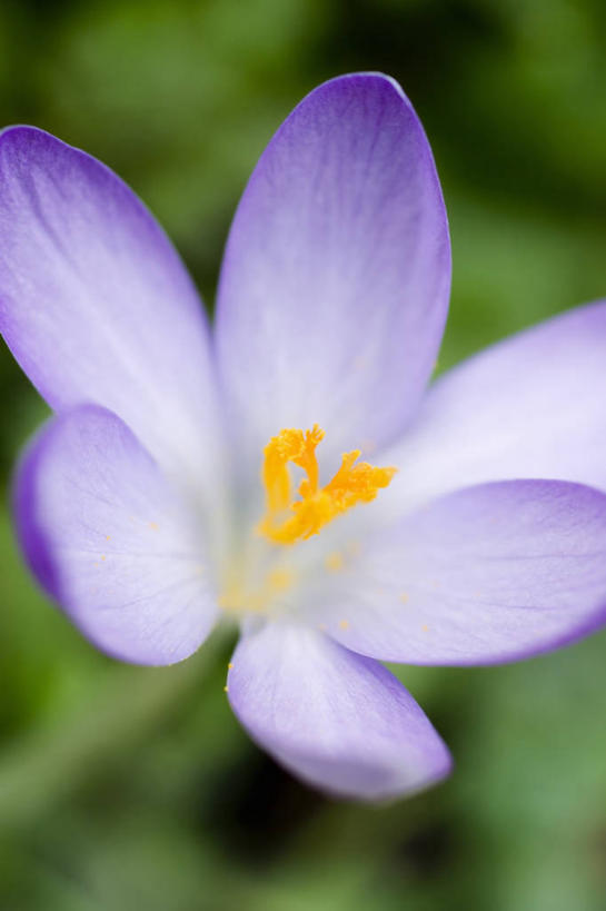 无人,竖图,室外,特写,白天,爱情,快乐,友谊,美景,盛开,景观,鸢尾花,图像,花蕾,藏红花,花,花瓣,花朵,鲜花,一朵,一个,紫色,自然,春天,花苞,花蕊,概念,景色,季节,摄影,单个,保护,番红花,焦点,雄蕊,鸢尾,自然风光,主题,花粉,西红花,紫蝴蝶,蓝蝴蝶,扁竹花,构图,彩图,爱丽丝,爱丽丝花,时空