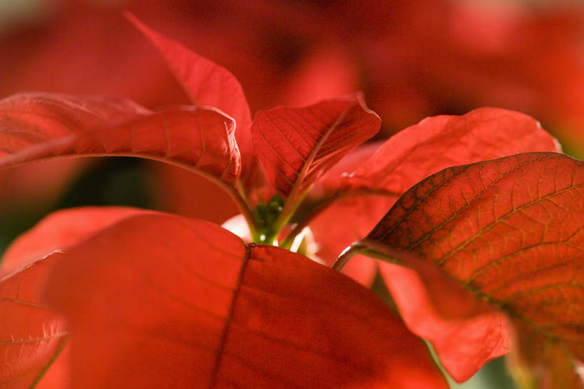 无人,横图,室外,特写,白天,美景,圣诞节,景观,图像,花,红色,自然,概念,景色,摄影,猩猩木,焦点,自然风光,主题,构图,彩图,全画面,全框架,全帧,时空,全画幅,法定假日