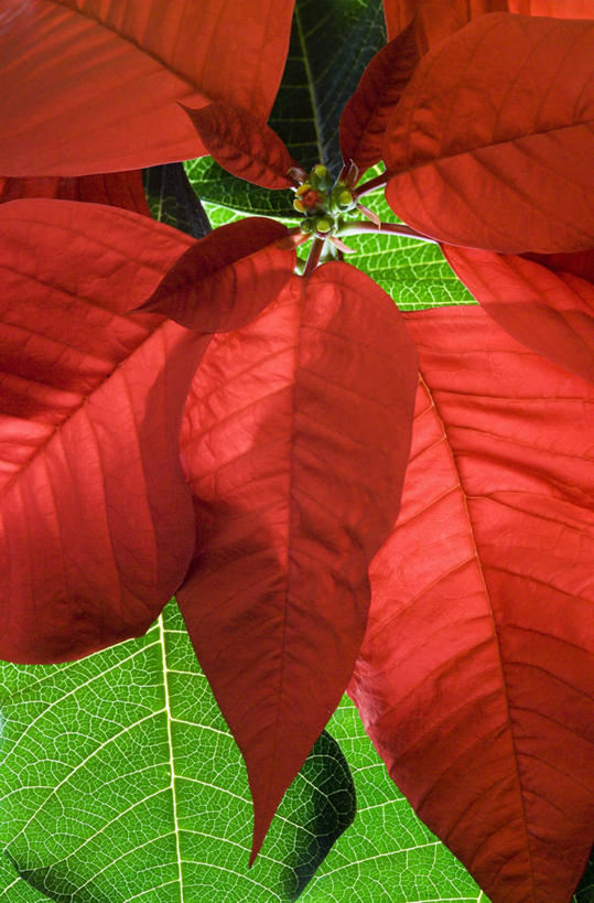 无人,竖图,室外,特写,白天,美景,圣诞节,景观,图像,花,红色,自然,概念,景色,摄影,猩猩木,焦点,自然风光,主题,构图,彩图,全画面,全框架,全帧,时空,全画幅,法定假日