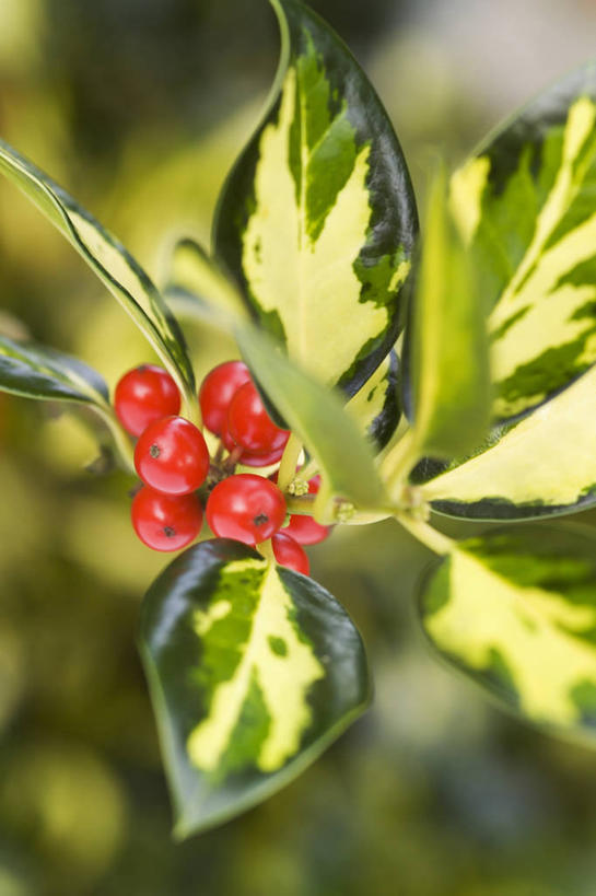 无人,竖图,室外,特写,白天,美景,植物,浆果,圣诞节,许多,锐利,景观,冬天,种子,很多,图像,冬青树,红色,自然,概念,景色,季节,摄影,锋利,尖锐,焦点,荆棘,自然风光,主题,构图,彩图,时空,法定假日