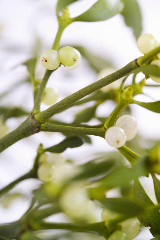 无人,竖图,室外,特写,白天,美景,浆果,圣诞节,景观,冬天,种子,图像,白色,自然,概念,景色,季节,摄影,冬青,希望,焦点,生命,自然风光,主题,槲寄生,北寄生,桑寄生,柳寄生,黄寄生,冻青,寄生子,构图,丰饶,彩图,时空,法定假日