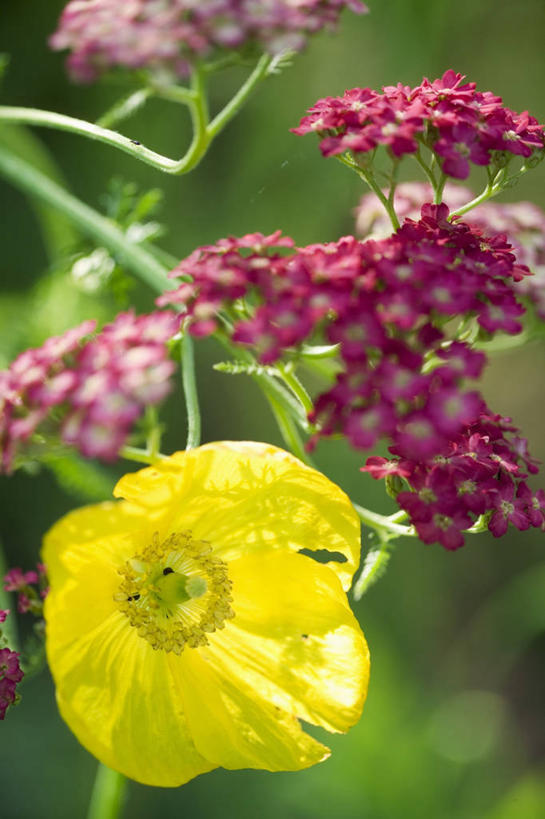 无人,竖图,室外,特写,白天,美景,景观,图像,花瓣,自然,概念,景色,摄影,多样,焦点,自然风光,主题,构图,西洋蓍草,彩图,时空