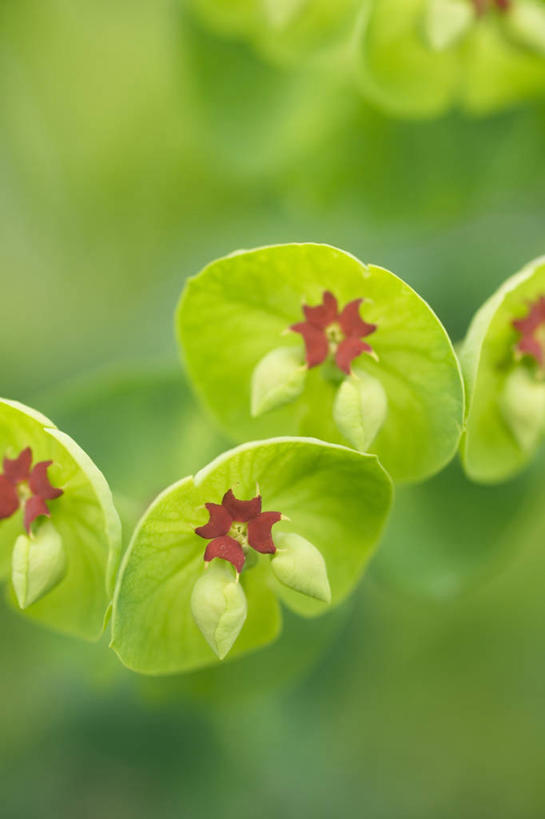 无人,竖图,室外,特写,白天,美景,植物,景观,草药,药草,图像,中药,绿色,自然,春天,概念,景色,季节,摄影,生长,灌木,焦点,清新,自然风光,主题,药材,中草药,中药材,本草,马利筋,构图,彩图,时空