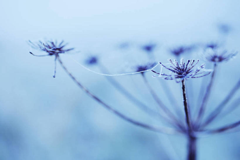 无人,横图,室外,特写,白天,美景,植物,雾,景观,冬天,种子,草药,药草,图像,霜,中药,蓝色,自然,概念,景色,寒冷,季节,冷,摄影,欧芹,焦点,自然风光,主题,药材,中草药,中药材,本草,防风草,构图,四方茎,土防风,彩图,时空