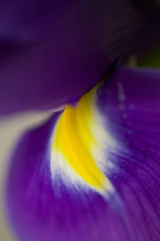 无人,竖图,室外,特写,白天,留白,背景,抽象,爱情,友谊,美景,景观,鸢尾花,图像,花瓣,自然,概念,景色,摄影,焦点,鸢尾,自然风光,主题,紫蝴蝶,蓝蝴蝶,扁竹花,构图,式样,彩图,全画面,全框架,全帧,爱丽丝,爱丽丝花,时空,全画幅