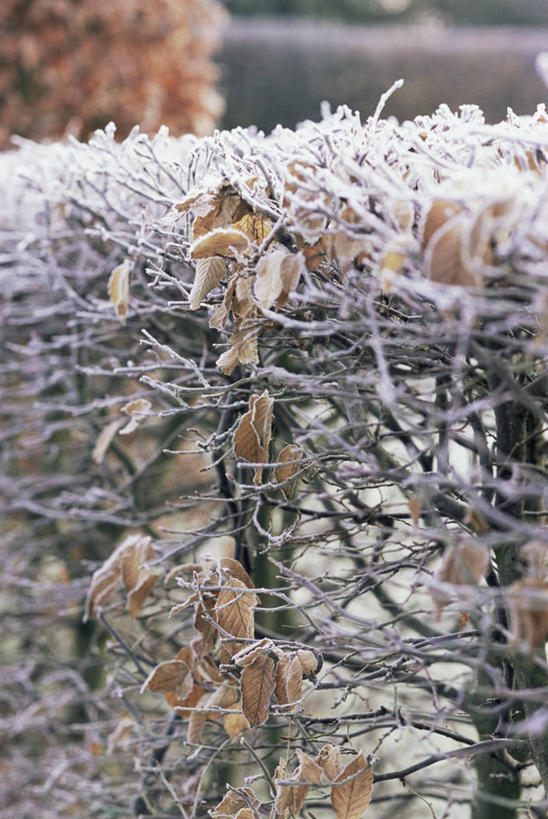 无人,竖图,室外,特写,白天,美景,植物,景观,冬天,地面,图像,霜,自然,概念,景色,寒冷,季节,冷,摄影,园林,灌木,焦点,自然风光,边界,主题,曲别针,落叶树,构图,树篱,彩图,角树,时空,景观设计