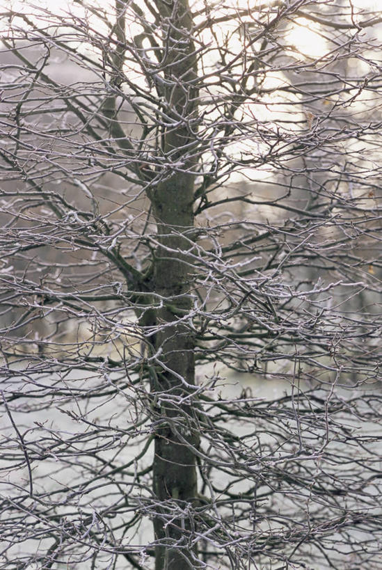 无人,竖图,室外,特写,白天,植物,冬天,褐色,图像,树,自然,季节,摄影,灌木,主题,落叶树,构图,树篱,彩图,全画面,全框架,全帧,角树,时空,全画幅,对焦