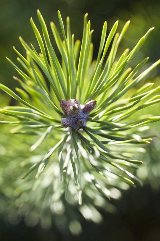 无人,竖图,室外,特写,白天,美景,叶子,许多,景观,很多,图像,绿色,自然,概念,景色,摄影,焦点,清新,自然风光,主题,常绿树,构图,欧洲赤松,针叶树,彩图,时空