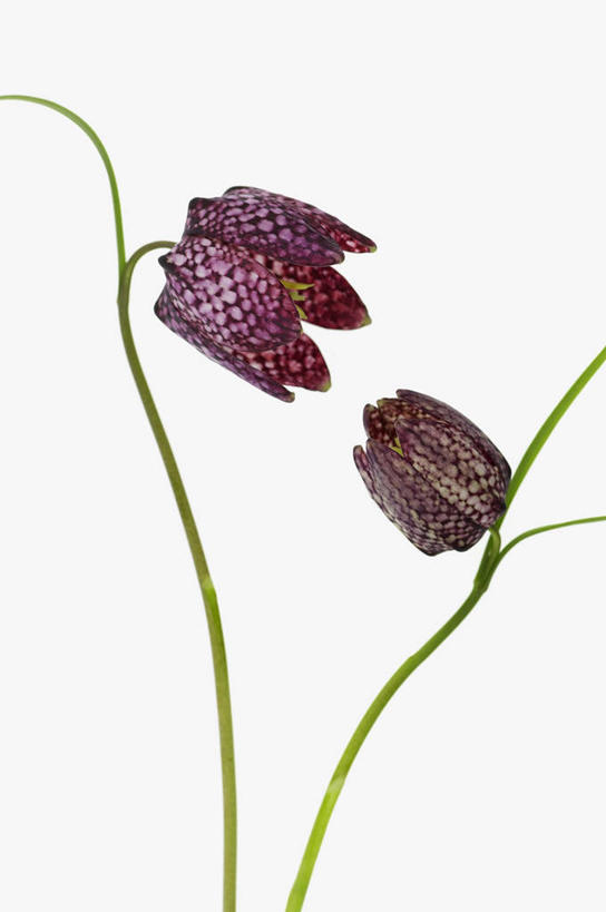 无人,竖图,室内,特写,白色背景,通讯,美景,静物,景观,图像,两个,白色,自然,春天,概念,景色,季节,摄影,影棚,脆弱,自然风光,摄影棚,主题,构图,花格贝母,式样,彩图,影棚拍摄,拍摄,百合科