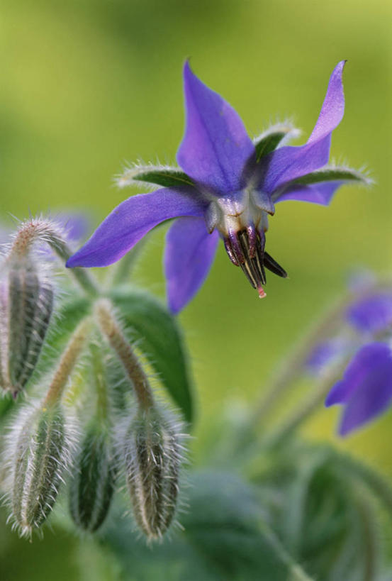 无人,竖图,室外,特写,白天,美景,植物,盛开,景观,图像,花蕾,花,花瓣,花朵,鲜花,一朵,一个,紫色,自然,夏天,花苞,花蕊,概念,景色,季节,摄影,单个,焦点,草本,清新,自然风光,主题,琉璃苣,构图,彩图,时空
