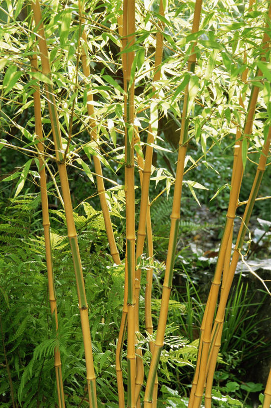 无人,竖图,室外,白天,美景,景观,茎,图像,黄色,自然,概念,景色,摄影,自然风光,主题,构图,竹,彩图,时空