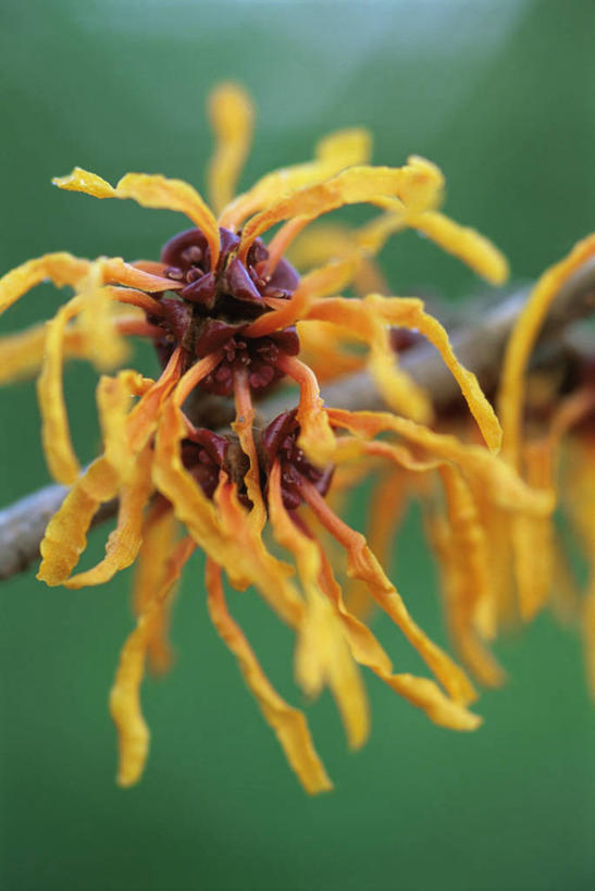 无人,竖图,室外,特写,白天,美景,植物,景观,冬天,图像,自然,概念,橙色,景色,季节,摄影,焦点,自然风光,主题,构图,彩图,北美金缕梅,时空