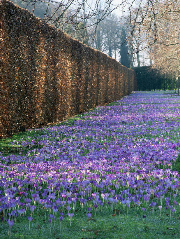 无人,竖图,室外,白天,爱情,快乐,友谊,美景,植物,许多,景观,冬天,鸢尾花,地面,很多,图像,藏红花,紫色,自然,概念,景色,季节,摄影,园林,灌木,保护,番红花,鸢尾,自然风光,边界,主题,西红花,紫蝴蝶,蓝蝴蝶,扁竹花,构图,树篱,彩图,爱丽丝,爱丽丝花,时空,景观设计