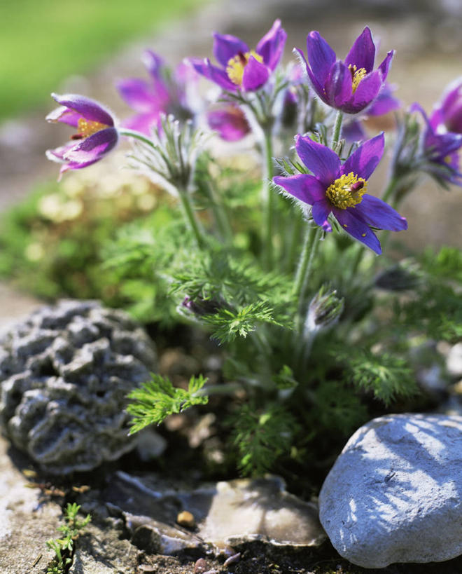 无人,竖图,室外,特写,白天,美景,植物,白头翁,景观,图像,花,紫色,自然,概念,景色,摄影,生长,自然风光,主题,构图,彩图,时空,多年生植物