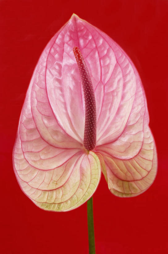 无人,竖图,室内,特写,美景,百合花,静物,红色背景,盛开,景观,图像,花蕾,花,花瓣,花朵,鲜花,一朵,一个,红色,自然,花苞,花蕊,概念,景色,摄影,单个,自然风光,主题,花烛属,强瞿,构图,百合蒜,倒仙,番韭,山丹,彩图,影棚拍摄