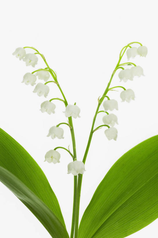 无人,竖图,室内,特写,白色背景,美景,百合花,静物,景观,图像,铃,两个,白色,自然,春天,概念,景色,季节,摄影,影棚,铃兰,自然风光,摄影棚,主题,构图,彩图,影棚拍摄,拍摄