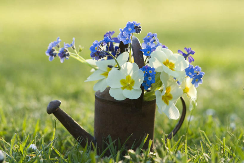 无人,横图,室外,特写,白天,美景,勿忘我,静物,景观,图像,花,自然,插花,春天,概念,景色,季节,摄影,焦点,清新,自然风光,主题,构图,樱草花,彩图,时空