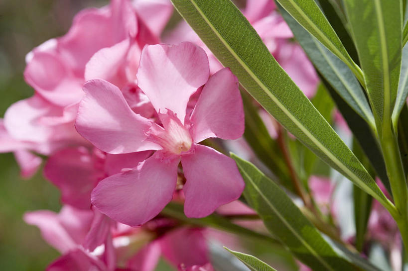 无人,横图,室外,特写,白天,美景,植物,景观,图像,花,粉色,自然,概念,景色,摄影,有毒物质,焦点,夹竹桃,自然风光,主题,构图,彩图,时空,状态