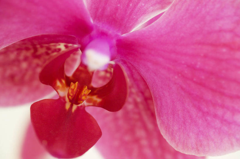 无人,横图,室内,特写,背景,白色背景,抽象,美景,蝴蝶兰,静物,景观,图像,粉色,红色,白色,自然,概念,景色,摄影,气候,热带气候,自然风光,主题,构图,兰花,彩图,影棚拍摄