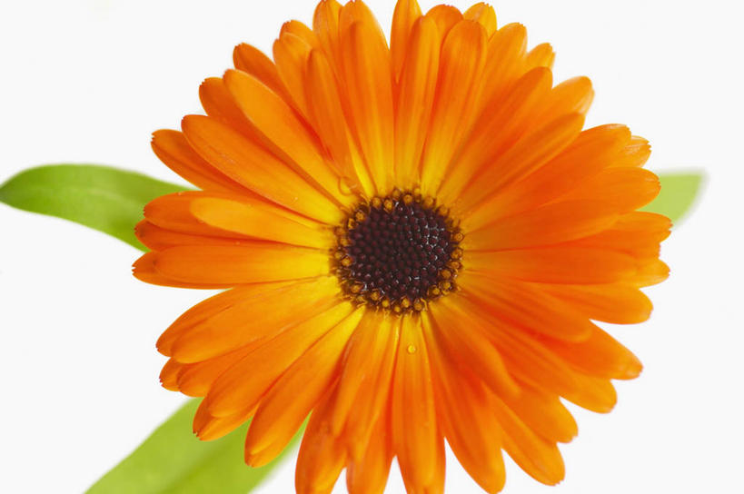 无人,横图,室内,特写,白色背景,美景,盛开,景观,万寿菊,图像,花蕾,花,花瓣,花朵,鲜花,一朵,一个,白色,自然,花苞,花蕊,概念,橙色,景色,摄影,单个,焦点,清新,自然风光,主题,构图,金盏花,彩图,影棚拍摄