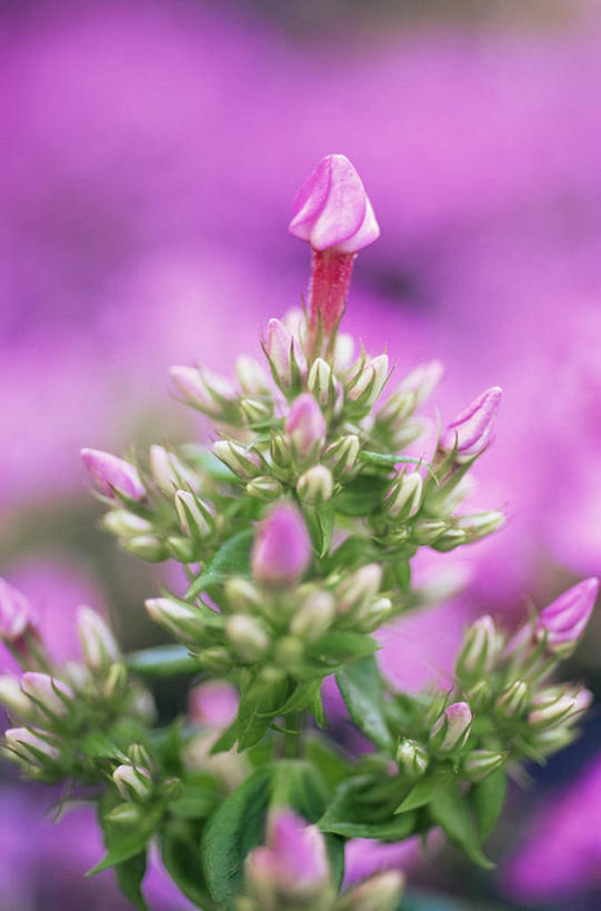 无人,竖图,室外,特写,白天,美景,许多,景观,很多,图像,花蕾,粉色,自然,概念,景色,摄影,焦点,显现,自然风光,主题,发展,构图,草夹竹桃,彩图,时空,宿根福禄考,天蓝绣球,夏福禄,锥花福禄考